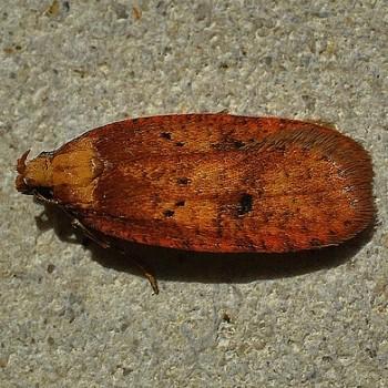 Agonopterix angelicella