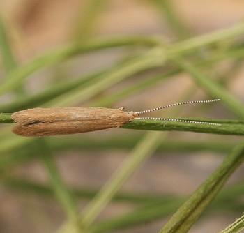 Coleophora solitariella