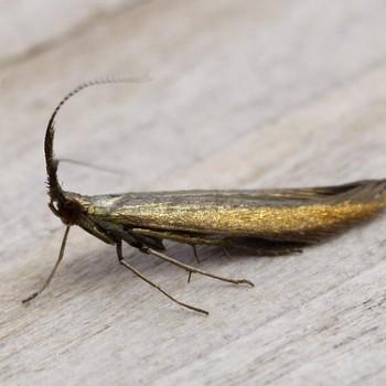 Coleophora mayrella
