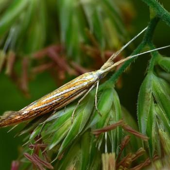 Coleophora lixella
