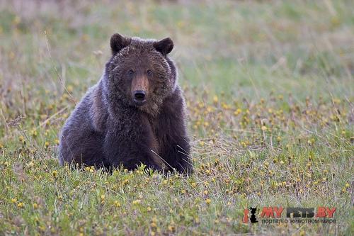 Ursus arctos horribilis