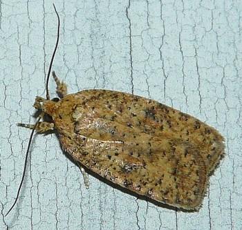 Agonopterix thelmae