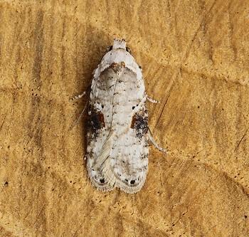 Agonopterix alstromeriana