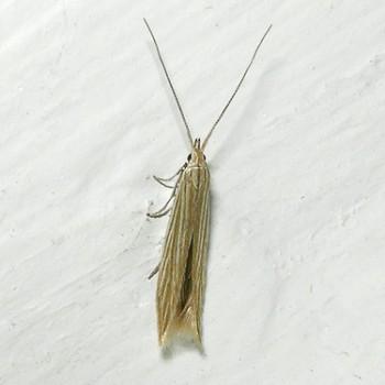 Coleophora therinella