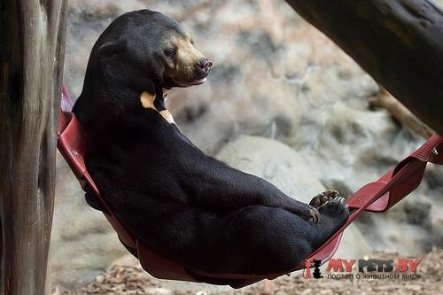 солнечный медведь