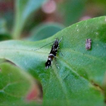Cosmopterix scribaiella
