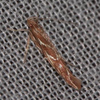 Pyroderces argyrogrammos