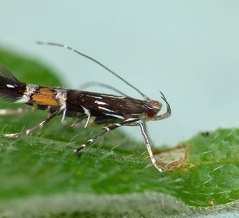 Cosmopterix pulchrimella