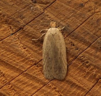 Agonopterix rotundella