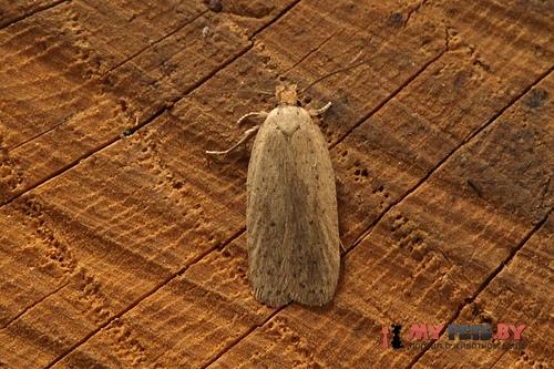 Agonopterix rotundella