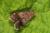 Anacampsis obscurella