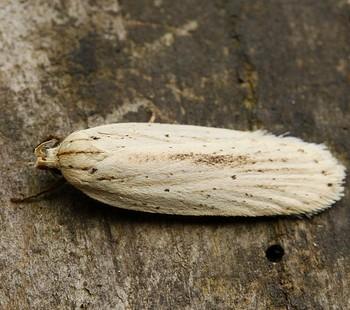 Agonopterix pallorella