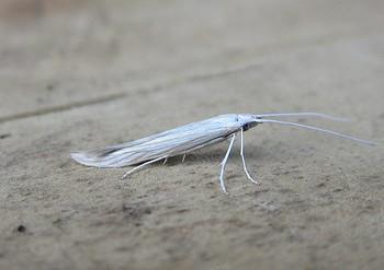 Coleophora pennella