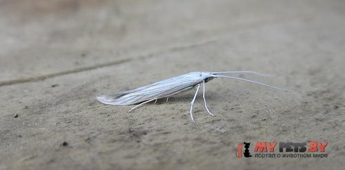Coleophora pennella 