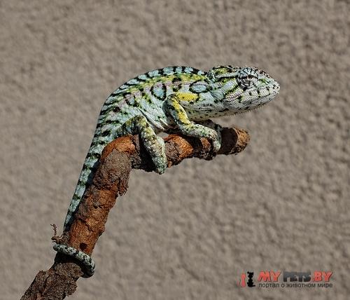 Furcifer lateralis