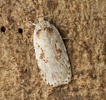 Agonopterix ocellana