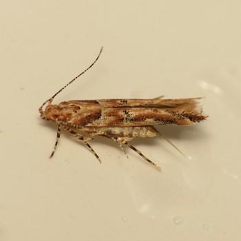 Anatrachyntis badia