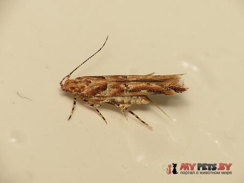 Anatrachyntis badia