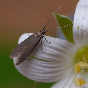 Metriotes lutarea