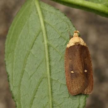 Agonopterix furvella