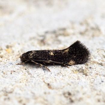 Elachista atricomella