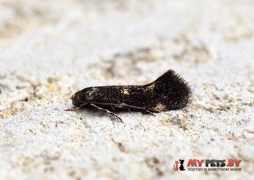 Elachista atricomella