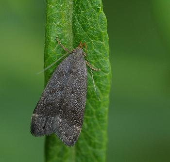 Anacampsis lignaria