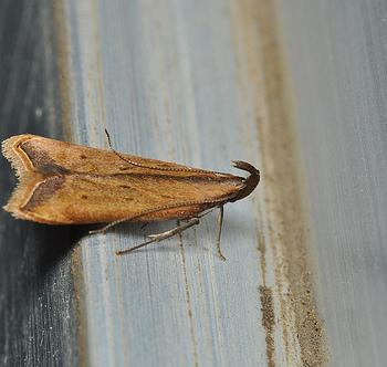Dichomeris heriguronis