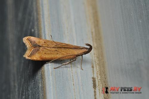 Dichomeris heriguronis
