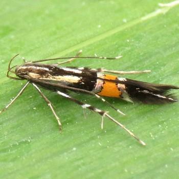 Cosmopterix orichalcea