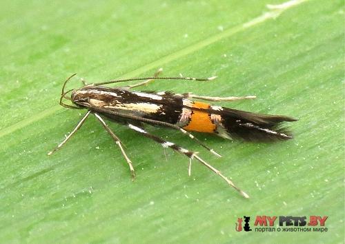 Cosmopterix orichalcea