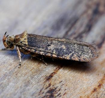 Agonopterix conterminella