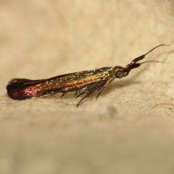 Coleophora deauratella