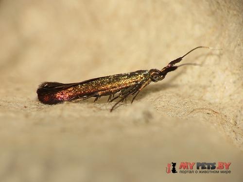 Coleophora deauratella
