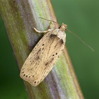 Agonopterix yeatiana