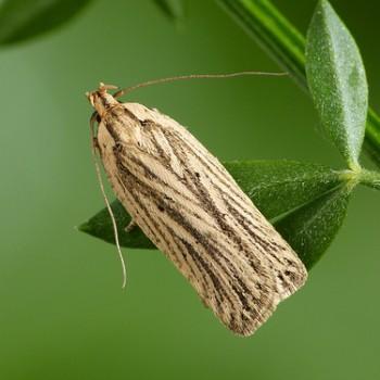Agonopterix umbellana