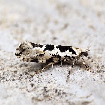 Elachista alpinella