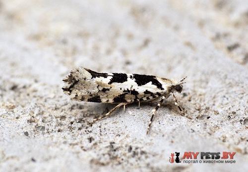 Elachista alpinella