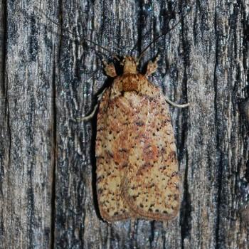 Agonopterix robiniella