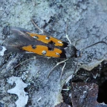 Chrysoclista linneella