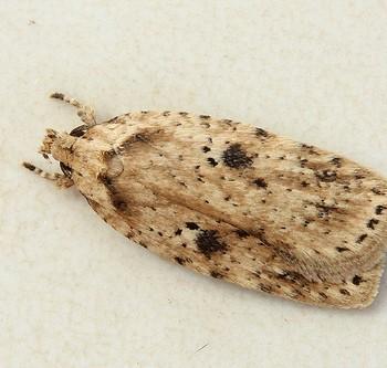 Agonopterix arenella