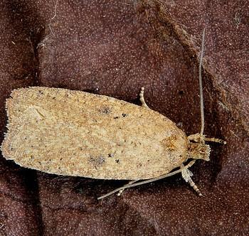 Agonopterix subpropinquella