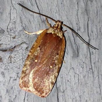 Agonopterix lythrella