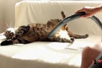Кот Бобо очень любит пылесос