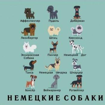 Какой национальности ваша собака?