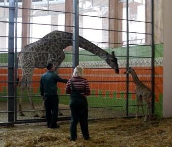 Рождение первого в Красноярске жирафа сняли в зоопарке