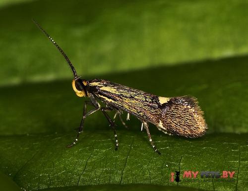 Esperia sulphurella, Моль ширококрылая