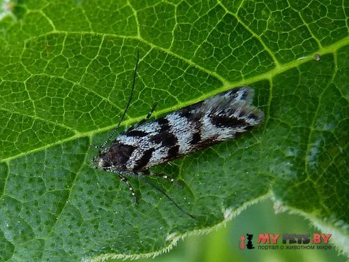 Prolita sexpunctella