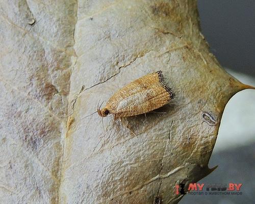 Psilocorsis cryptolechiella