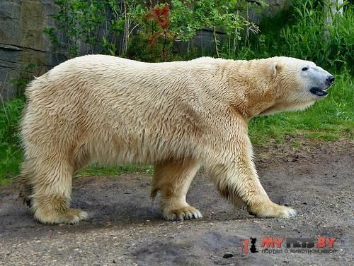 Ursus maritimus